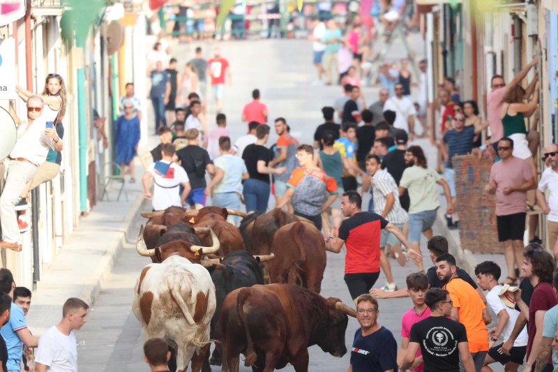 Els Coves s’enduu tots els premis del Concurs de Ramaderies de les Festes de Pedreguer Els Coves s’enduu tots els premis del Concurs de Ramaderies de les Festes de Pedreguer